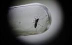 Épidémies: 1000 cas de dengue à Fidji, 1er cas de Zika en Nle Calédonie