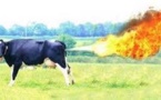Allemagne: des vaches flatulentes enflamment leur étable