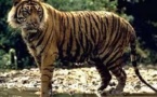 En Inde, la traque compliquée d'un tigre mangeur d'hommes "affamé"