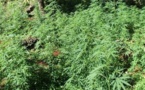 Huit mois de prison ferme pour 170 plants de paka