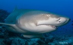 Suivi des requins en Polynésie : +5000 fiches d’observation en 2 ans.