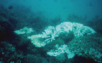 La Grande barrière de corail encore victime d'un blanchissement "généralisé"