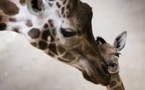 Un autre girafon appelé Marius menacé d'euthanasie au Danemark