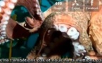 Une pieuvre géante attaque un plongeur qui la filmait