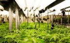 Canada: cannabis à des fins médicales, la bonne affaire