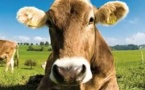 Découpe minute, vaches timbrées et un cri de cochon un peu fort dans le micro