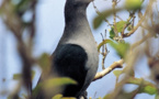 Oiseau endémique aux îles Marquises : le ‘upe a failli disparaitre