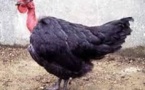 Demain, des poules "cou nu" ou des poissons végétariens