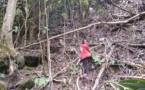 La sauvegarde du Monarque de Tahiti: une chaine de solidarité hors du commun