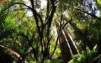 L'Australie compte trop de forêts protégées, selon son Premier ministre