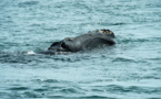 Dans l'Atlantique, des scientifiques au chevet des baleines noires