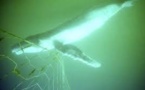 Tunisie: une baleine de 10 mètres meurt après s'être prise dans des filets de pêche