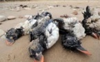 Echouage massif d'oiseaux marins: la LPO décide de porter plainte pour pollution
