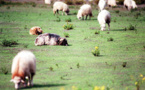 Corse: la justice annule une carte qui "sanctuarise" plus de 100.000 hectares de terres agricoles
