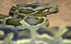 Le python voyageur ne perd jamais le nord