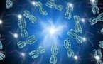 Chromosome de synthèse, un nouveau pas vers la création du "vivant artificiel"