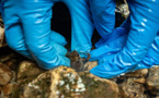 “Fusée” et “Arlequin”, des grenouilles contre une mine en Equateur