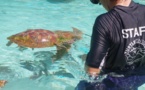 150 écoliers attendus à la Journée Polynésienne de la tortue marine