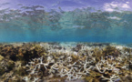 Australie: 91% de la Grande Barrière de corail a subi un "blanchissement"
