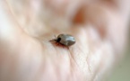 Plus de 14% de la population mondiale a eu la maladie de Lyme