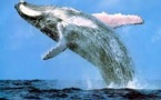 Le Japon va revoir son plan de chasse à la baleine dans l'Antarctique après la décision de la CIJ