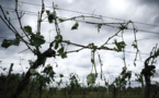 Sud-Ouest: des orages de grêle font d'importants dégâts, notamment dans le vignoble