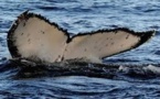 Canada: les baleines à bosse sacrifiées pour des oléoducs, selon l'opposition