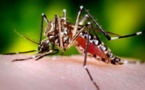 La dengue ne quitte pas la Polynésie, le chikungunya s’approche