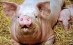 Médecine régénérative: de la membrane de porc pour régénérer les muscles