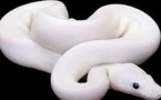 Lutte contre une invasion de serpents albinos aux Canaries