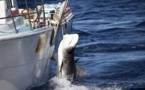 170 requins capturés pour un programme controversé en Australie