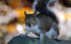 Gris ou roux, les écureuils sont égaux n'en déplaise au prince Charles (association)