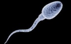Des spermatozoïdes vieux de 17 millions d'années découverts en Australie