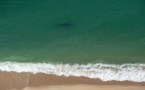 Au large de la côte est américaine, les requins blancs de plus en plus nombreux
