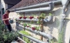 Les poissons font pousser les tomates: une start-up berlinoise réinvente l'agriculture en ville