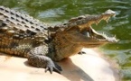 Un garçonnet de 11 ans dévoré par un crocodile