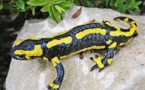 Alerte sur la salamandre européenne, menacée par un mystérieux champignon