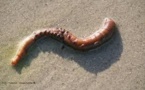 Biotechnologie: un ver marin aux pouvoirs miraculeux pour la médecine