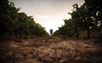 Des vendanges 2022 précoces, suspendues à la sécheresse dans l'espoir d'un "joli" millésime