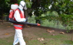 Une semaine décisive pour la lutte contre le chikungunya