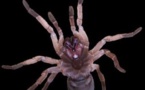 Les araignées au secours des abeilles ?