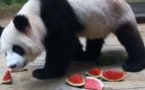 Les parieurs chinois comptent sur leurs pandas devins au Mondial-2014