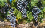 Après les incendies, un risque de goût "désagréable" pour le vin