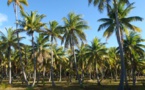 Les cocotiers recensés eux aussi