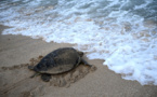 Le procès d'un “massacre” de tortues à Manuae