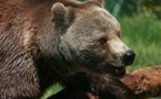 Appel à "remplacer" l'ours Balou, mort dans les Pyrénées