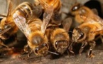 Les abeilles, des sentinelles à l'honneur du 19 au 21 juin