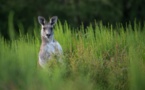 Un kangourou "de compagnie" soupçonné d’avoir tué un Australien