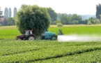 Les pesticides menacent les oiseaux et les vers de terre autant que les abeilles
