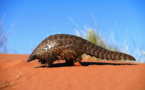 Eléphants, tigres et pangolins au programme d'une réunion internationale à Genève